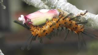 Oleander Caterpillars 3252021 [upl. by Grados]