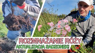 ROZMNAŻANIE RÓŻY  aktualizacja sadzonek [upl. by Lennox]