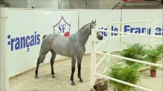 CAPTAIN SEMILLY Nartago x Le Tot de Semilly x St Brendan xx étalon SF 3ans  3YO SF stallion [upl. by Koch]