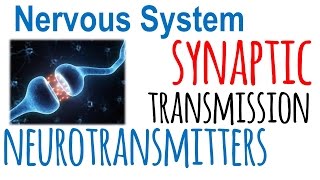 Synaptic transmission and neurotransmitters [upl. by Ybbed]