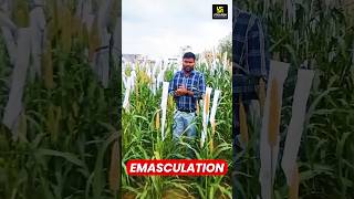 Emasculation Process in pearl millet horticulture shorts utkarshagricultureclasses [upl. by Savell664]