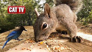 CAT TV For Cats To Watch  California Squirrel and Bird Compilation  Dog TV 😼 🐶 [upl. by Attenna]