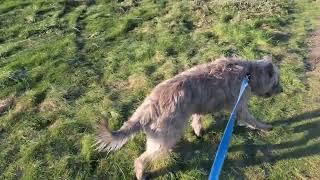 Short film Morning Walk River Gannel Newquay Cornwall [upl. by Llertnahs228]