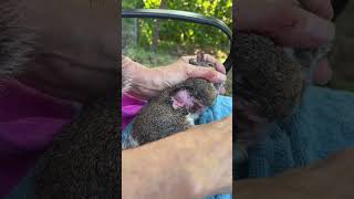 Botfly Removal from Squirrel [upl. by Bounds]