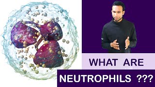 What are Neutrophils [upl. by Marbut]