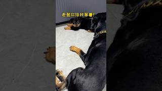 这个爹当的真是不咋地！ 罗威纳 一坨 罗威纳护卫犬 rottweiler pets 寵物 向威 寵物生活 [upl. by Belding]