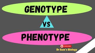 Genotype vs Phenotype Genetics Dr Sams Biology [upl. by Enelad]