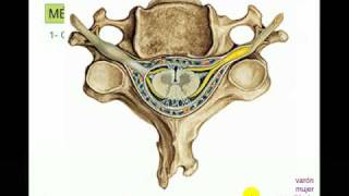 MEDULA 1 [upl. by Wolfram]