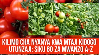 KILIMO CHA NYANYA KWA MTAJI KIDOGO PART 4 UTUNZAJI WA SHAMBA KWA SIKU 60 ZA MWANZO [upl. by Somerset59]