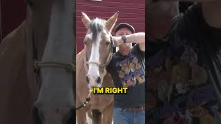 ARTHRITIC Horse LEFT ABANDONED  HUGE Reactions to Chiropractic Must See [upl. by Idnal]