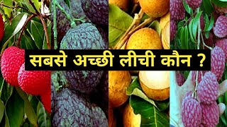 सबसे अच्छी लीची कौन  best litchi plant  best litchi in india kisanindia [upl. by Animas]