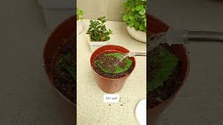 I Grew Hydrangeas from Leaves for 30 Days and Got SHOCKING Results [upl. by Gershon]