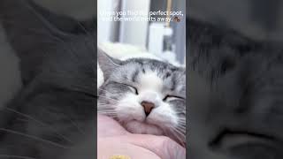 the world melts away 🐾 cat funnycats pets funnypets fyp foryou shorts viralvideo [upl. by Gan]