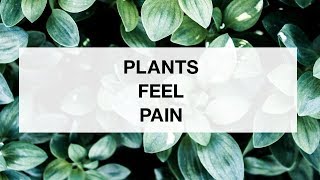 Plants Feel Pain [upl. by Hudgens]