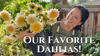 Ultimate Guide to Dahlia Types Find Your Perfect Bloom  Turbow Farms [upl. by Millda]