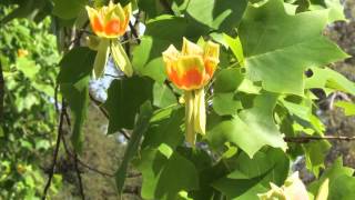 Liriodendron Tulipifera  A flor de maio  The flower of May [upl. by Georgy]