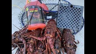 5 Things you NEED for California spiny lobster season 20232024 [upl. by Lew]