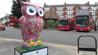 Look What I Found  Owl Landed in Muswell Hill North London [upl. by Teeter16]