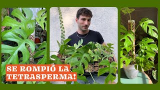 Como reproducir Rhaphidophora tetrasperma tutorial paso a paso de esquejes [upl. by Llerrah]