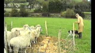 Sheepdog Training With Ted Hope Pt 3 [upl. by Imarej988]