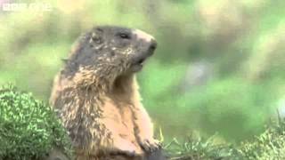 Best of BBC Talking Animals [upl. by Nawrocki]