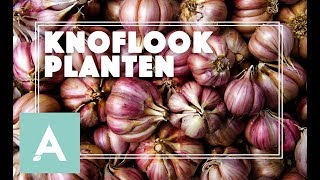 Tijd om knoflook te planten  Grow Cook Eat 67 [upl. by Eolc521]