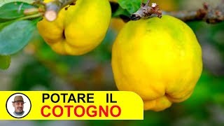 POTARE IL COTOGNO [upl. by Lanford]