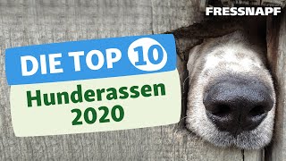 Top 10 Hunderassen 2020  Die beliebtesten Hunderassen in Deutschland [upl. by Chiquita]