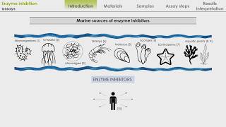 Enzyme inhibition assay [upl. by Hacceber]