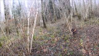 Chasse au faisan au chien darrêt dans la plaine des Vosges braque allemand et Weimar gopro [upl. by Cherin721]