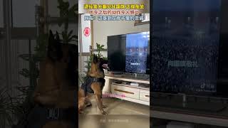 退役警犬看见升国旗，正襟危坐，听令之后的动作令人感动，网友：这是刻在骨子里的忠诚 [upl. by Attesor]