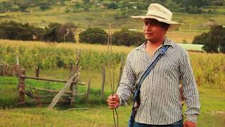 El Novillo Despuntado VIDEO OFICIAL Grupo Soberano De Tierra Mixteca [upl. by Arob]