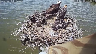 Dahlgren Osprey Cam Live Stream [upl. by Delaine]