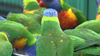 Rainbow Lorikeets wild and free in their native Australia [upl. by Immaj585]