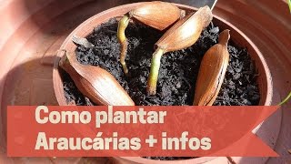 Como plantar Araucárias  Informações importantes [upl. by Poland]