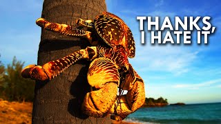 Coconut Crab Your Worst Nightmare [upl. by Ime]