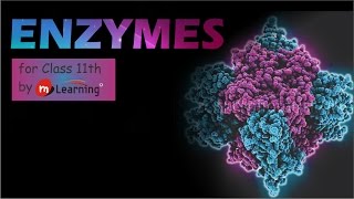 ENZYMES MECHANISM OF ENZYME ACTION  03 For Class 11th and NEET [upl. by Audres]