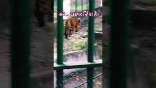 TIGER ALIVE shorts ytshorts nature travel trendingshorts couple [upl. by Scharaga]