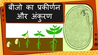 Science  Plant reproduction Seed and Germination  Hindi [upl. by Ynelram]