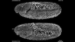 Fruitfly Drosophila complete embryonic development at high resolution [upl. by Ettezel]