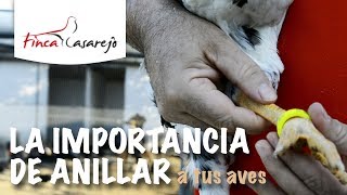 La importancia de anillar a tus aves [upl. by Ahcilef]