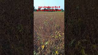 156 सोयाबीन पककर पूरी तरह तैयारसोयाबीन1569 soybeansoybean kaatne ke liye taiyar [upl. by Talyah9]