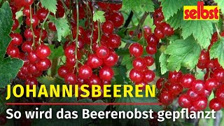 Johannisbeeren aus dem Garten [upl. by Ketty]