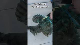 Big Cabezon caught near Port San Luis cabezon fishing lingcod avilabeach hugefish bigfish [upl. by Aelhsa]