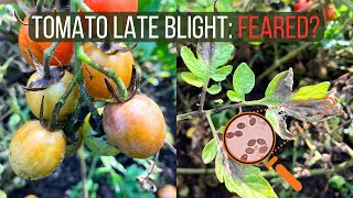 How to Identify and Cure Late Blight of Tomato Phytophthora infestans [upl. by Cadmann]