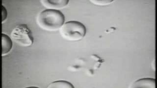 The Invasion of Erythrocytes by Malaria Merozoites [upl. by Aleyam942]