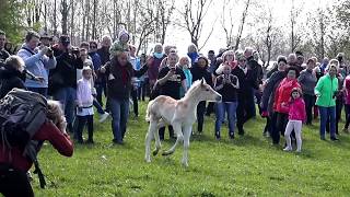 Ein Haflinger Fohlen geht seinen eigenen Weg  Weideauftrieb Meura [upl. by Wolcott]