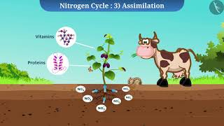 Nitrogen Cycle  Part 11  English  Class 9 [upl. by Barden]