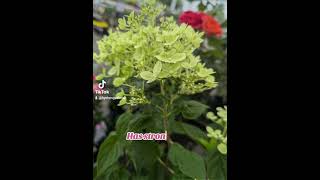 Hydrangea paniculata Little Lime garden shrubs hydrangeacare [upl. by Aitsirt102]