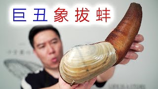 试吃奇丑无比的象拔蚌，刺身极品，好吃到根本停不下来！【小文哥吃吃吃】 [upl. by Aynos551]